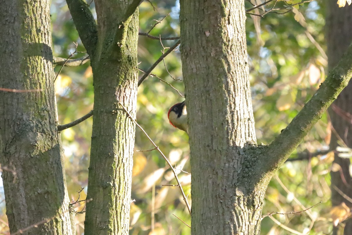 נקר ירוק - ML645654444