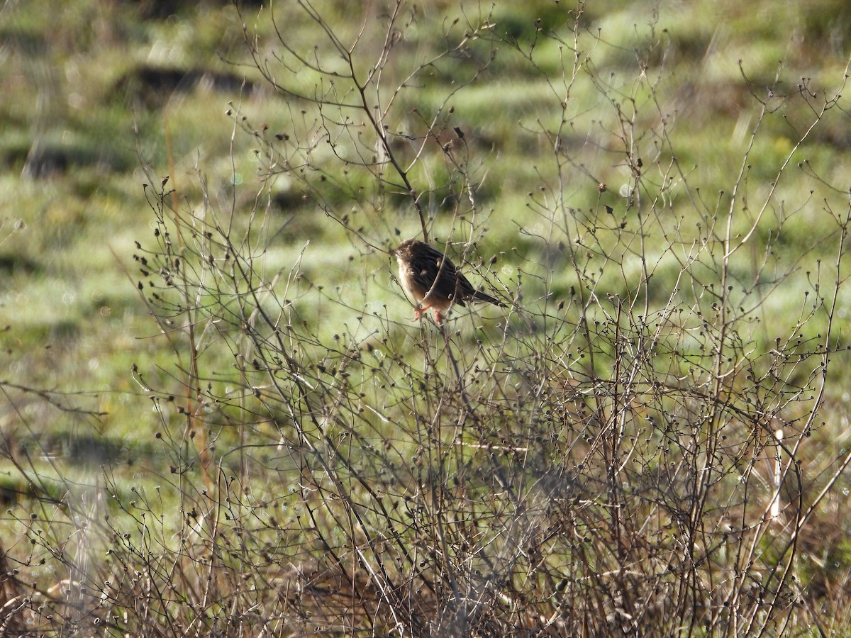 Zitting Cisticola - ML645654445