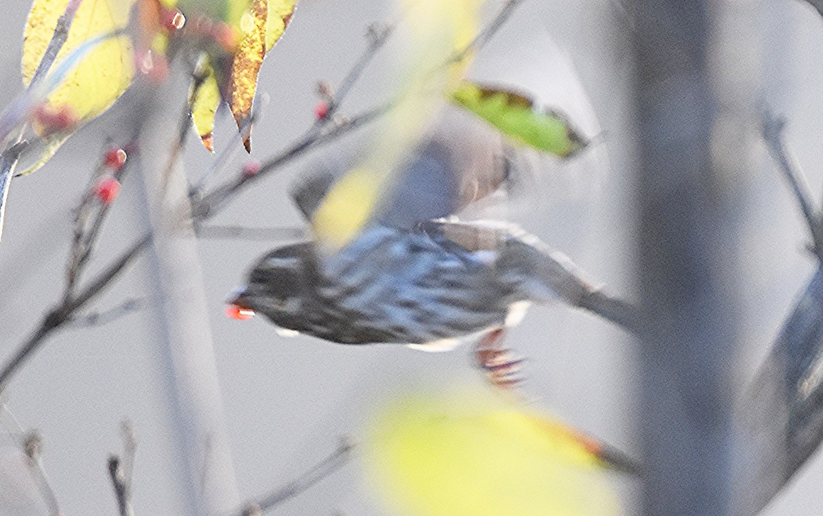 purpurfink - ML645654446