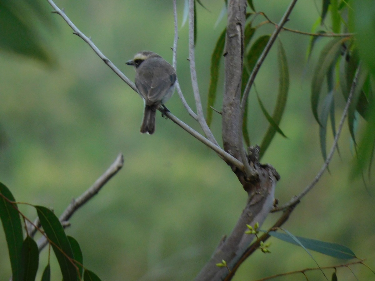 Common Woodshrike - ML645654454