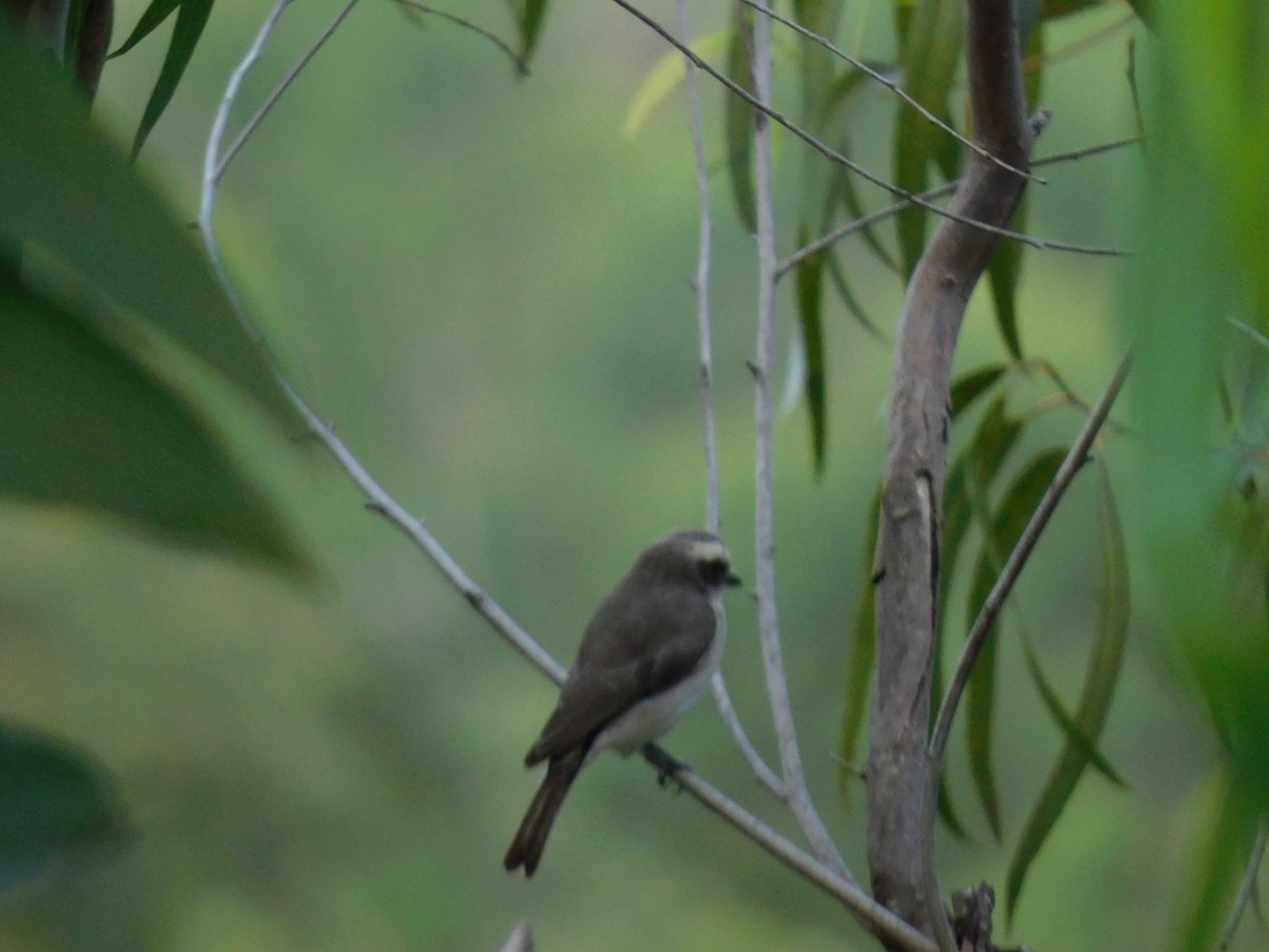 Common Woodshrike - ML645654455