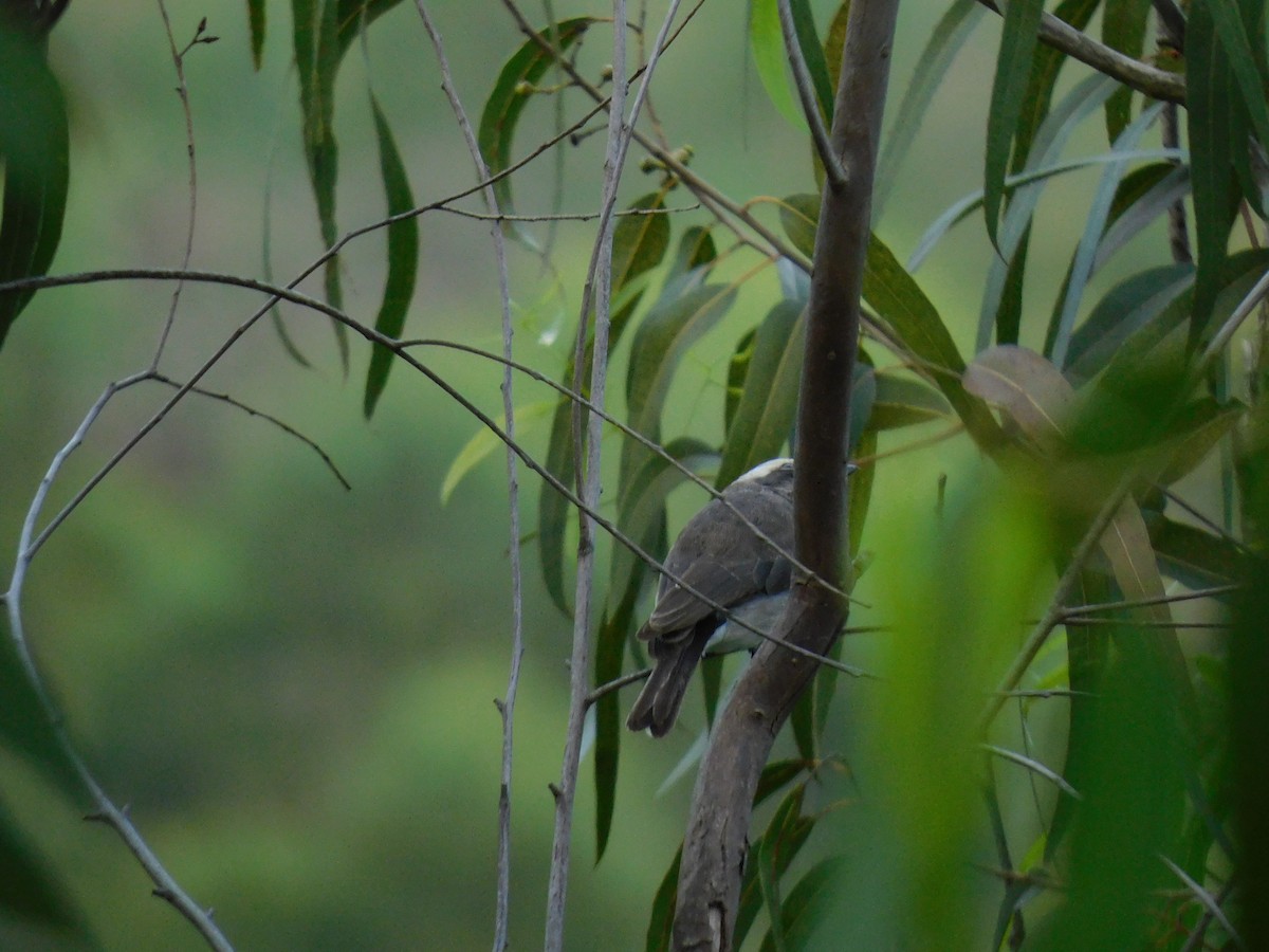 Common Woodshrike - ML645654456