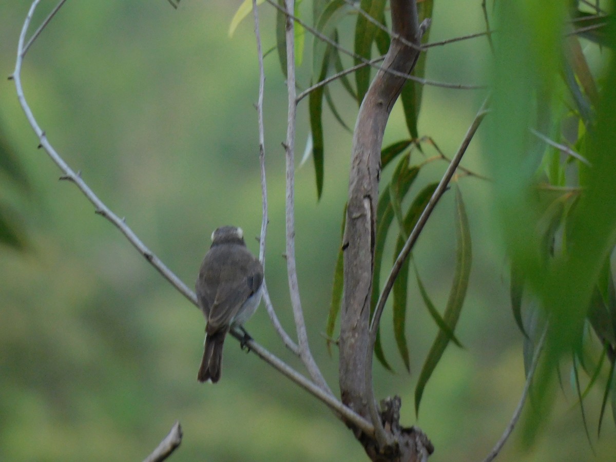 Common Woodshrike - ML645654457