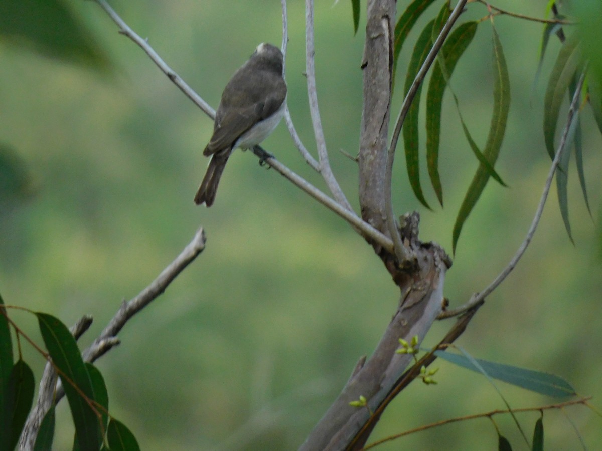 Common Woodshrike - ML645654459