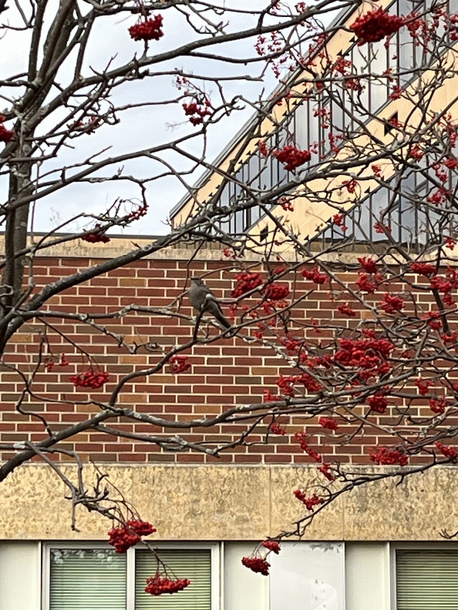 Townsend's Solitaire - ML645654462