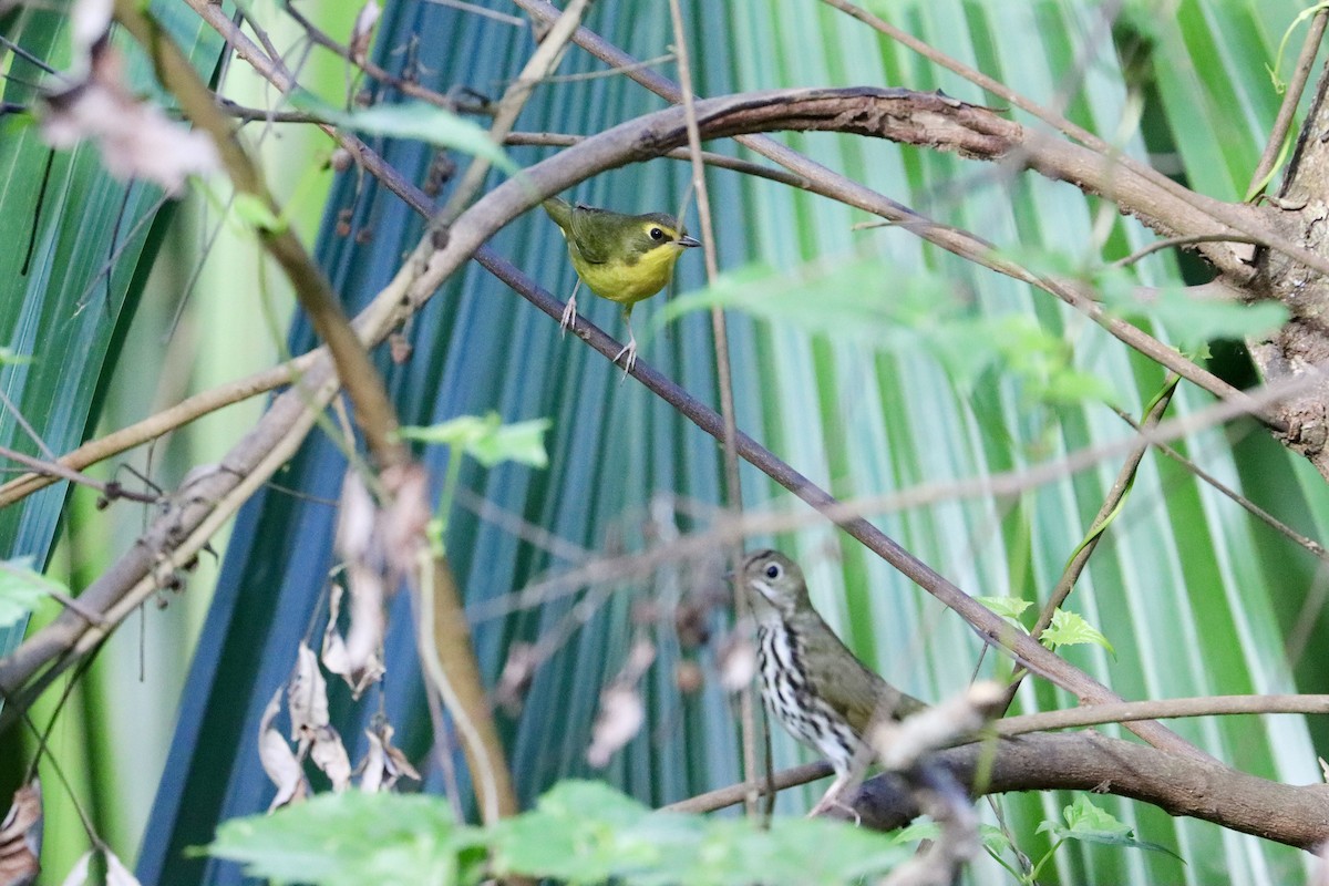 Kentucky Warbler - ML645654469