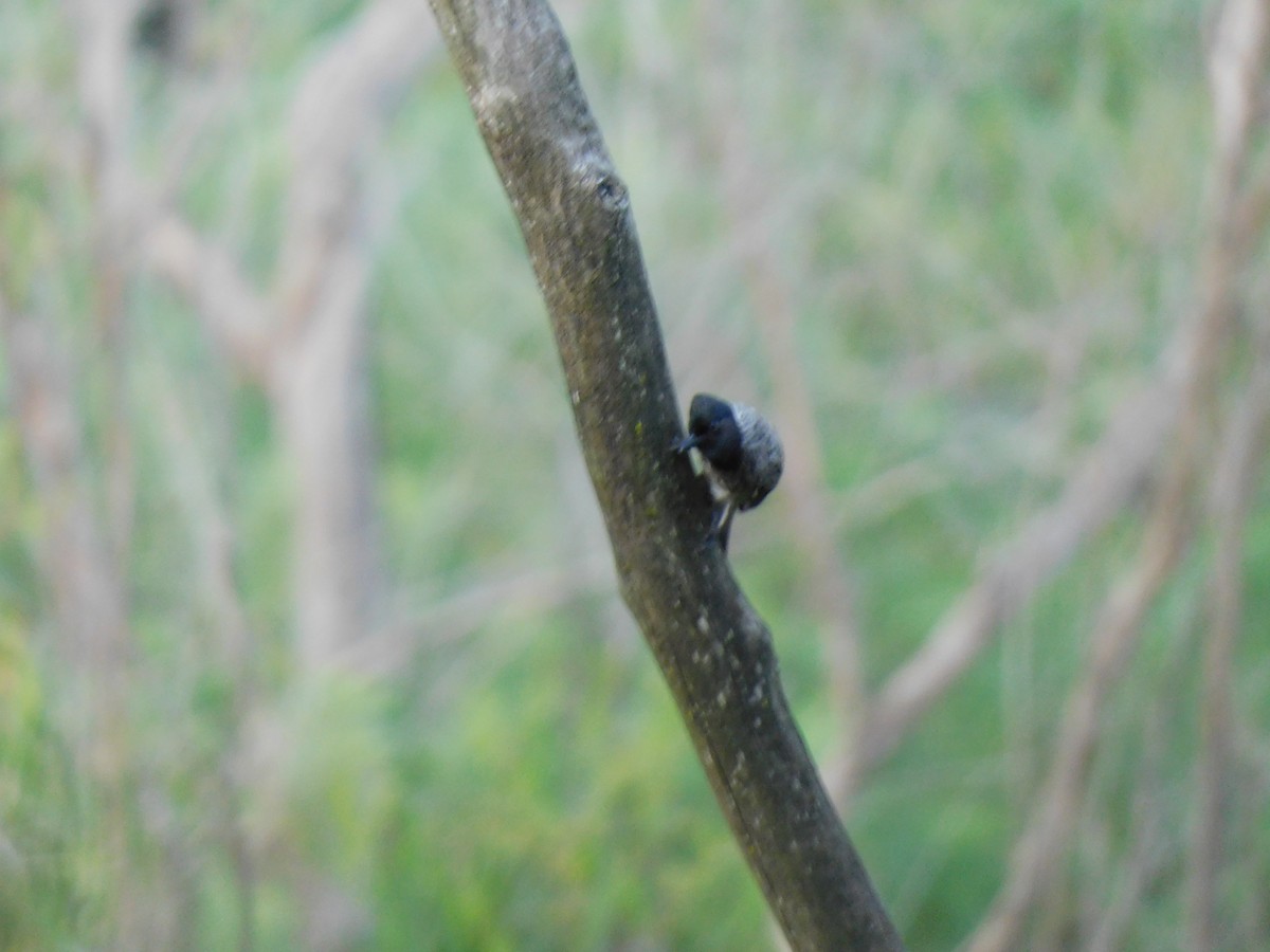 Red-vented Bulbul - ML645654478
