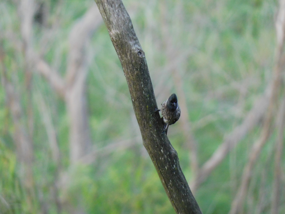 Red-vented Bulbul - ML645654479