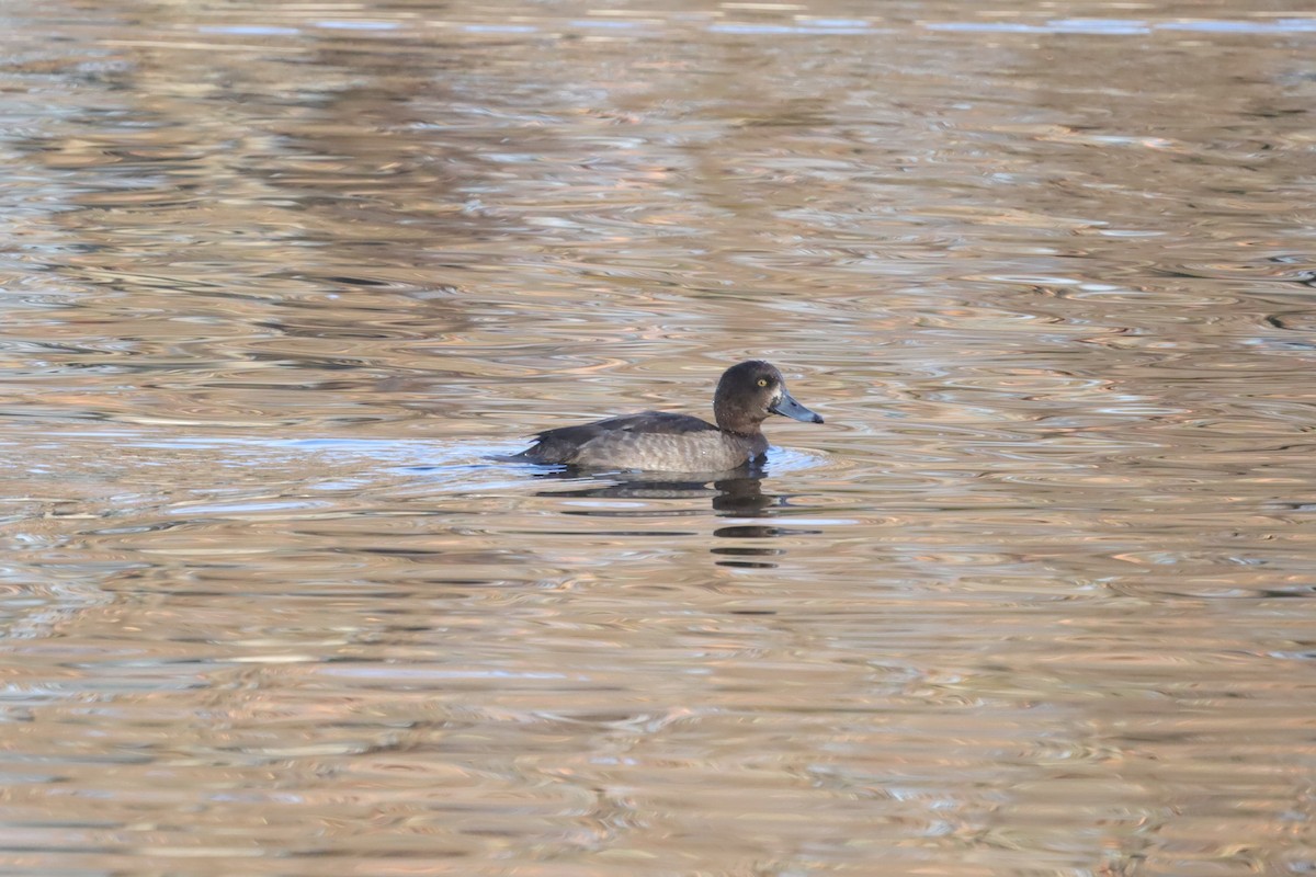 Tufted Duck - ML645654481