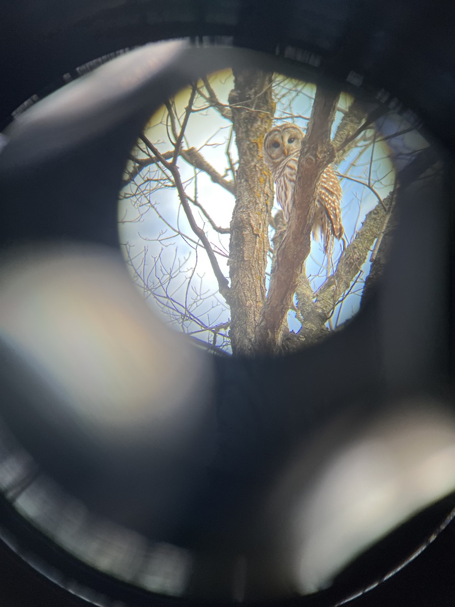 Barred Owl - ML645654482