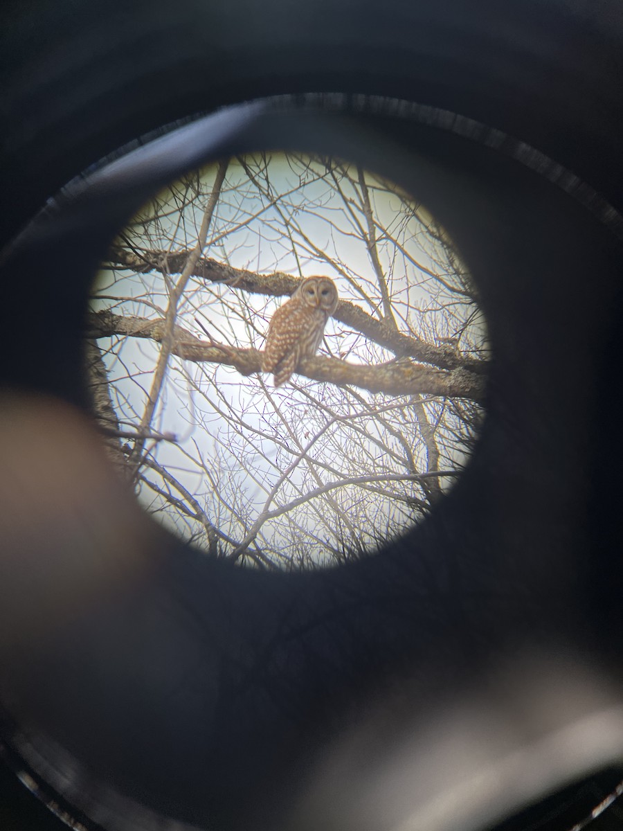 Barred Owl - ML645654483