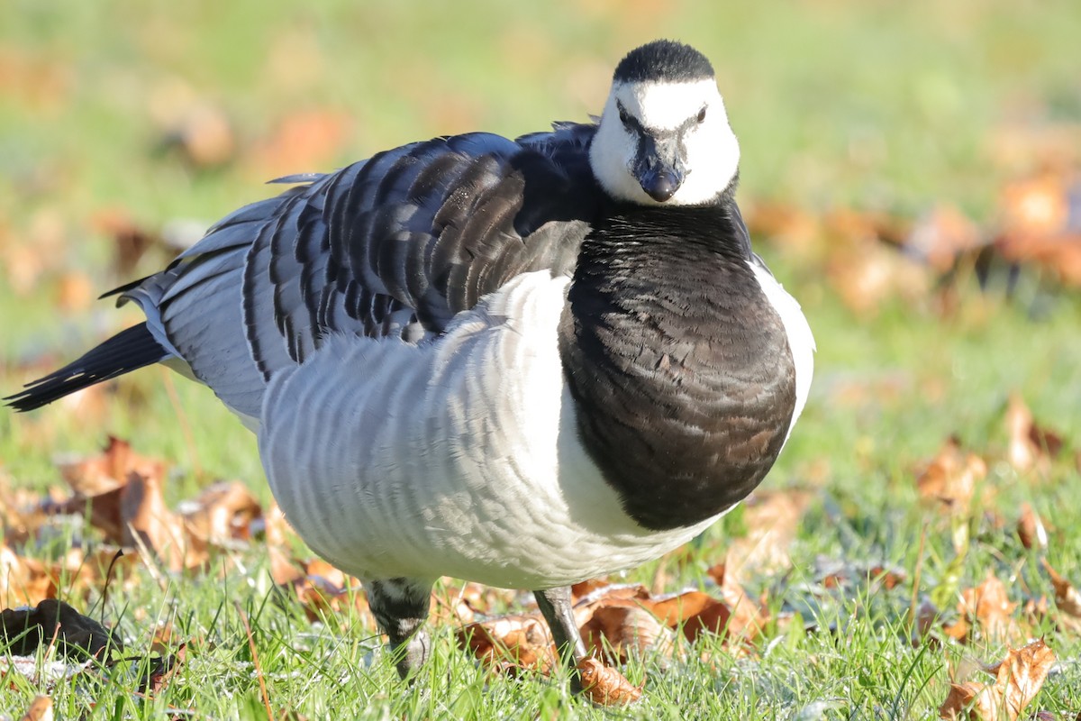 Barnacle Goose - ML645654487