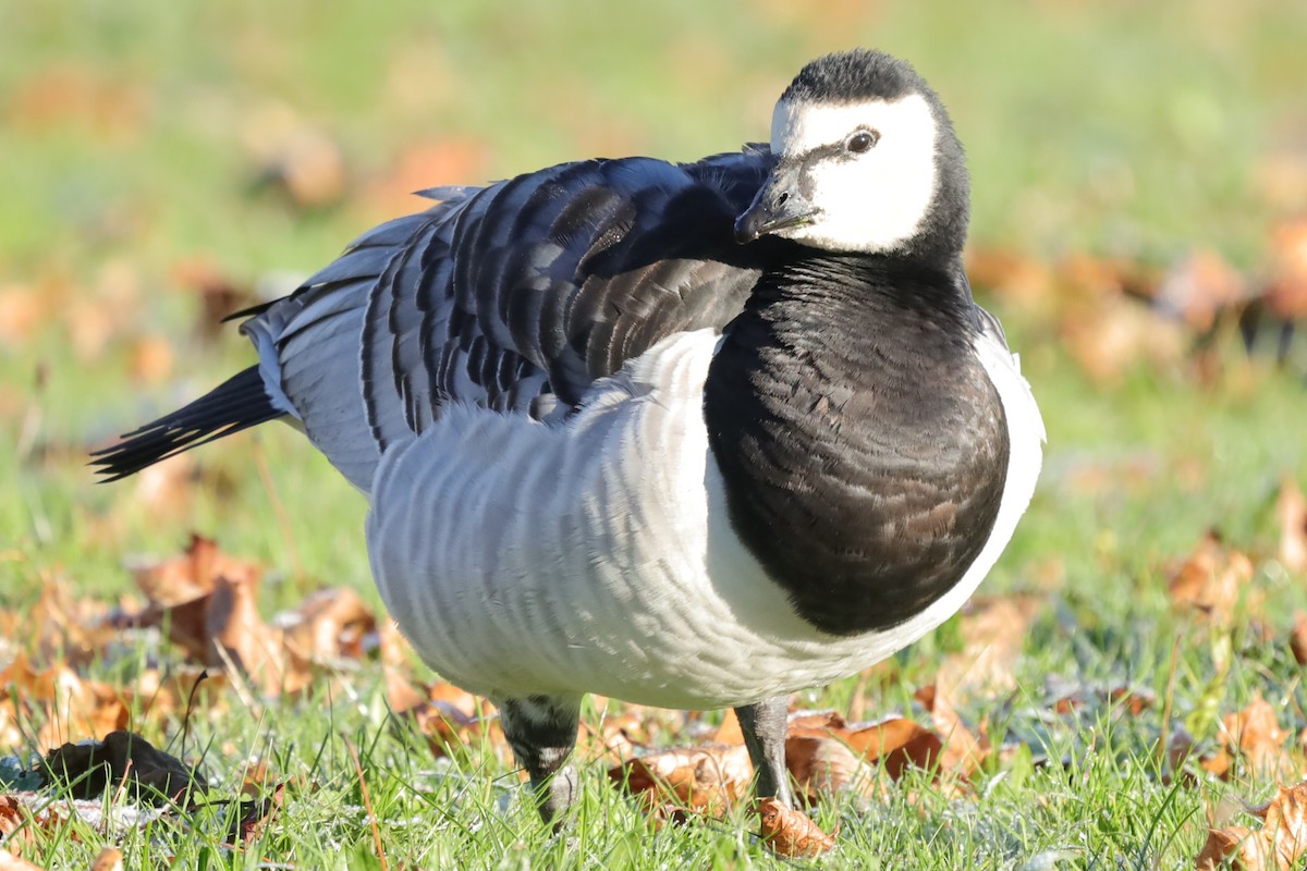 Barnacle Goose - ML645654488