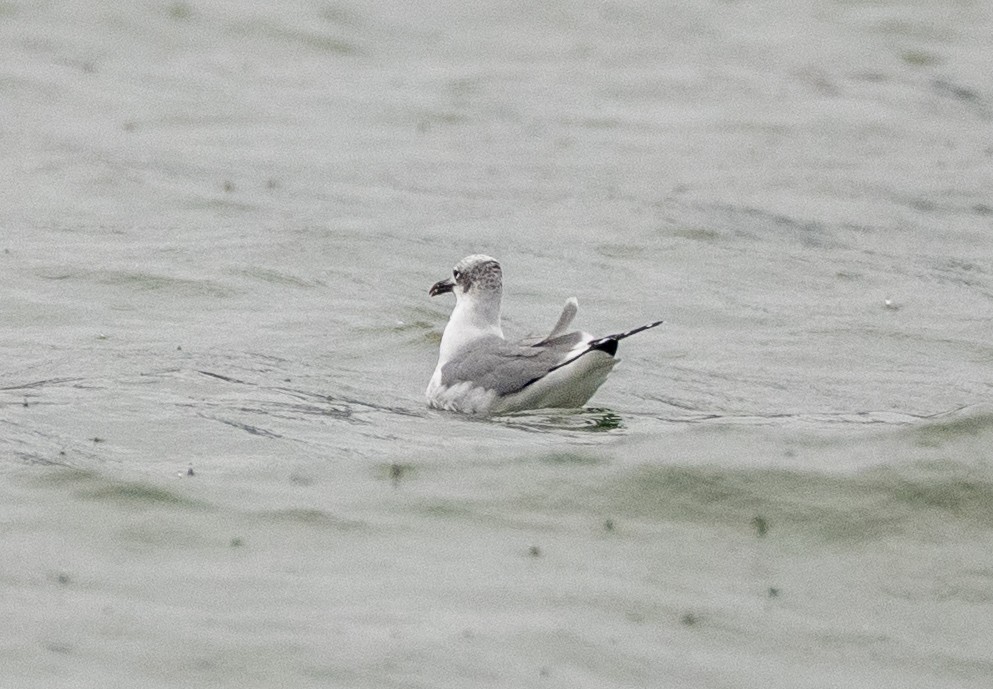Laughing Gull - ML645654489