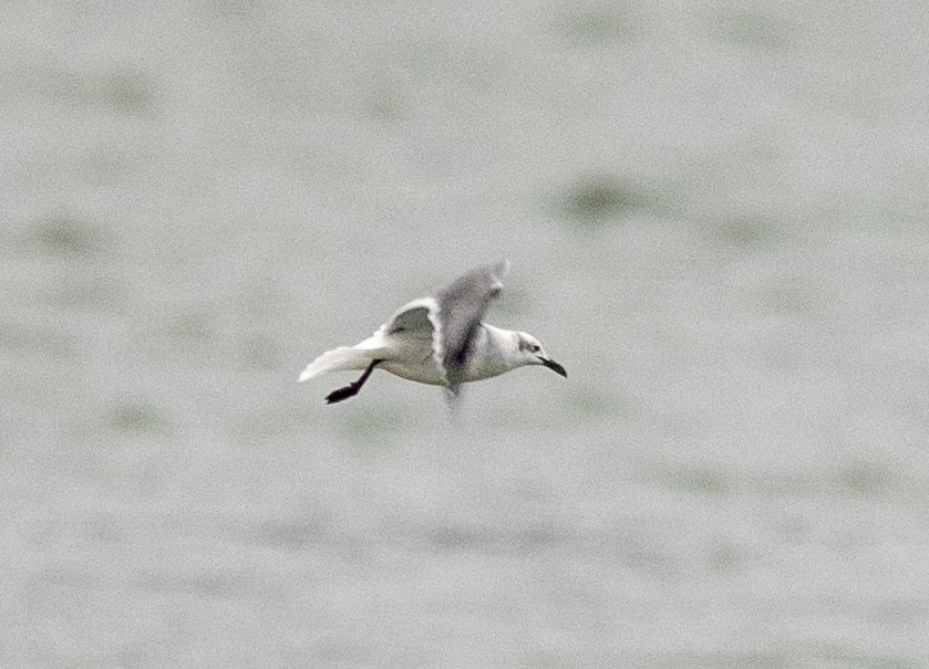 Laughing Gull - ML645654490