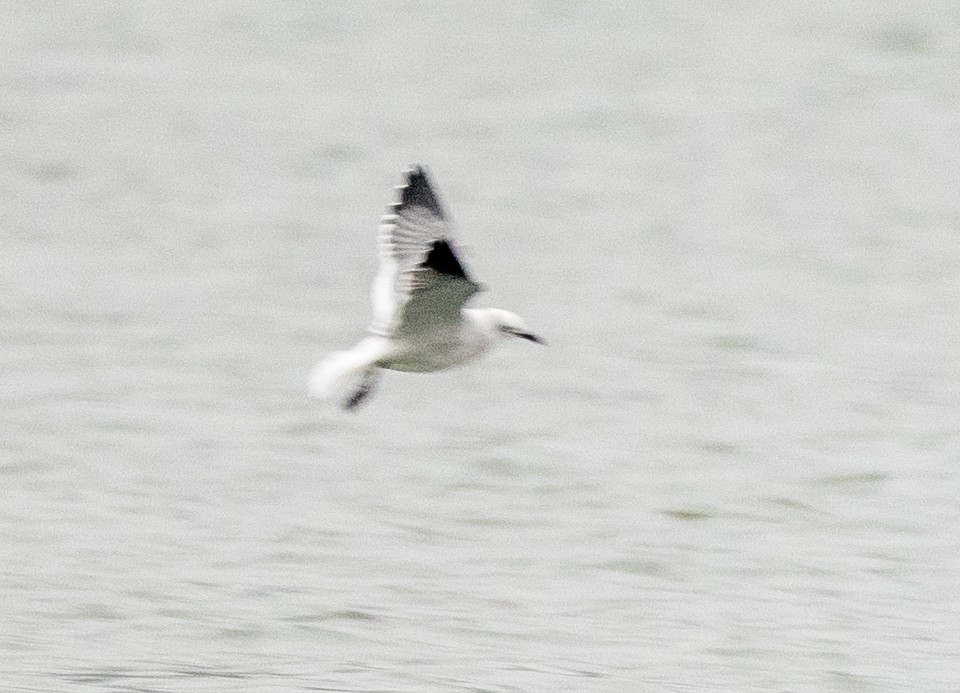 Laughing Gull - ML645654491