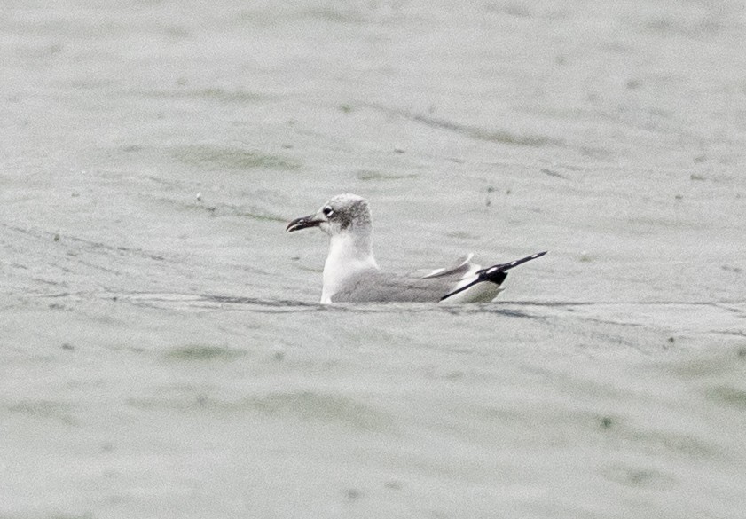 Laughing Gull - ML645654492