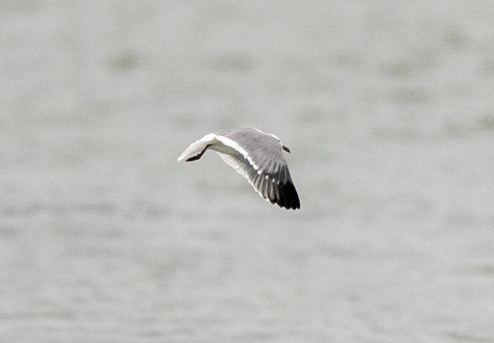 Laughing Gull - ML645654494