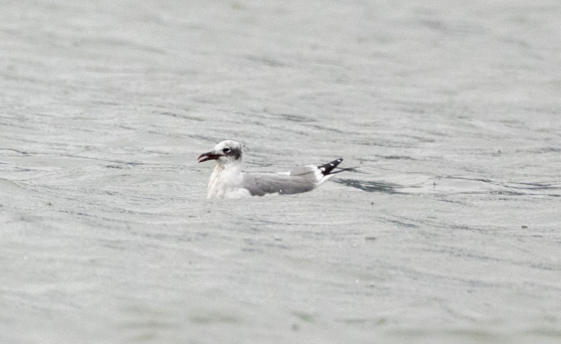 Laughing Gull - ML645654495