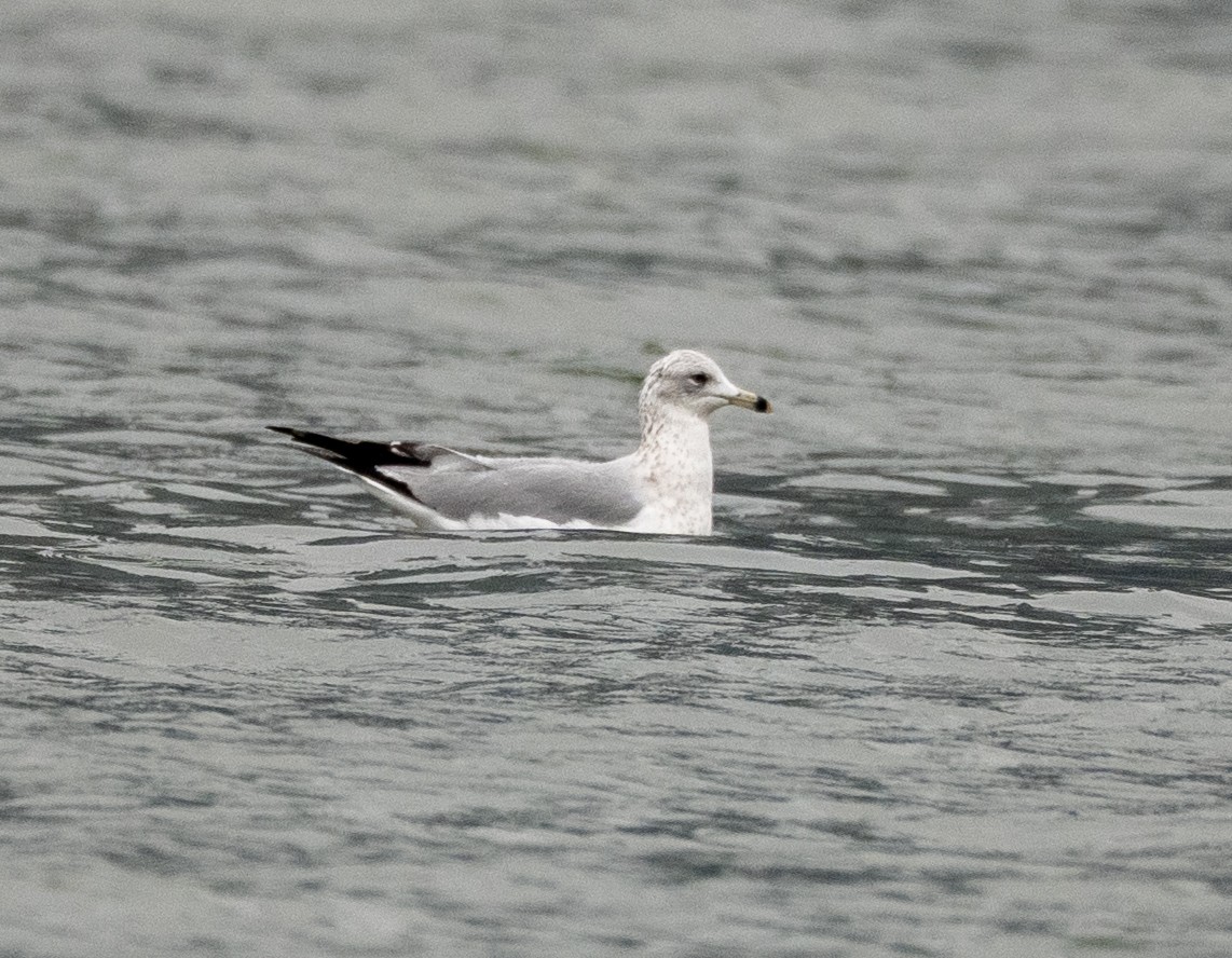 Ring-billed Gull - ML645654496