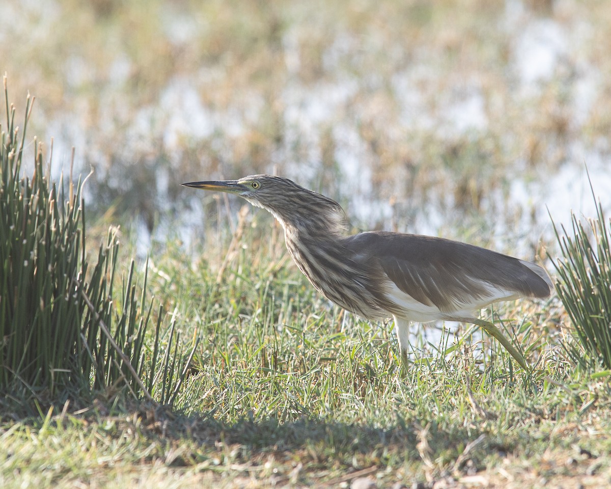 Indian Pond-Heron - ML645654497