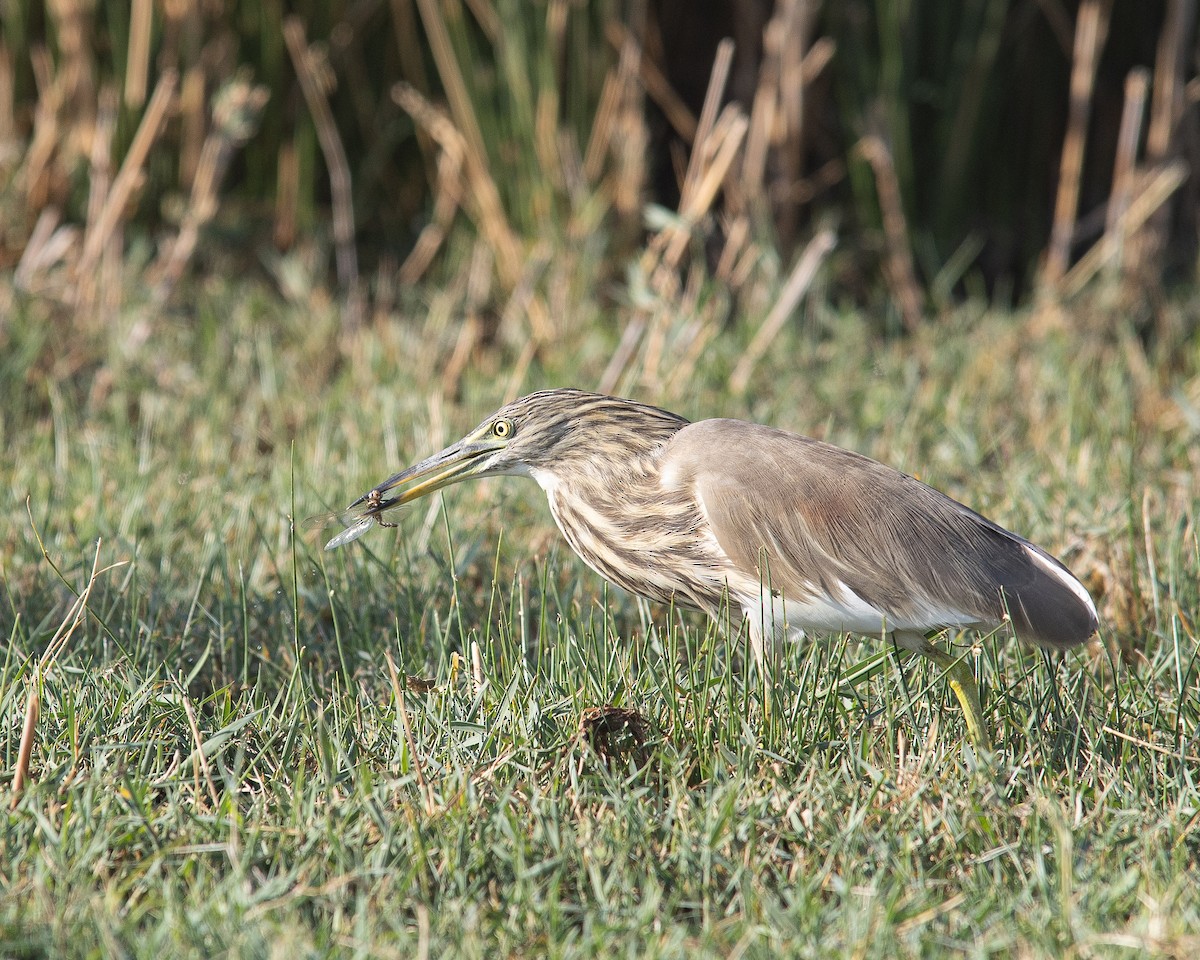 Indian Pond-Heron - ML645654498