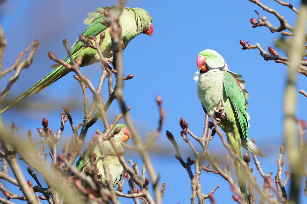 Alexandrine Parakeet - ML645654499
