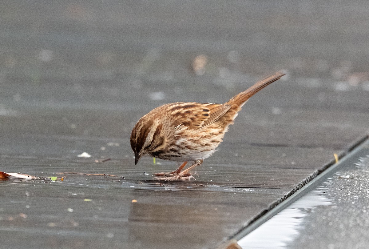 Song Sparrow - ML645654500