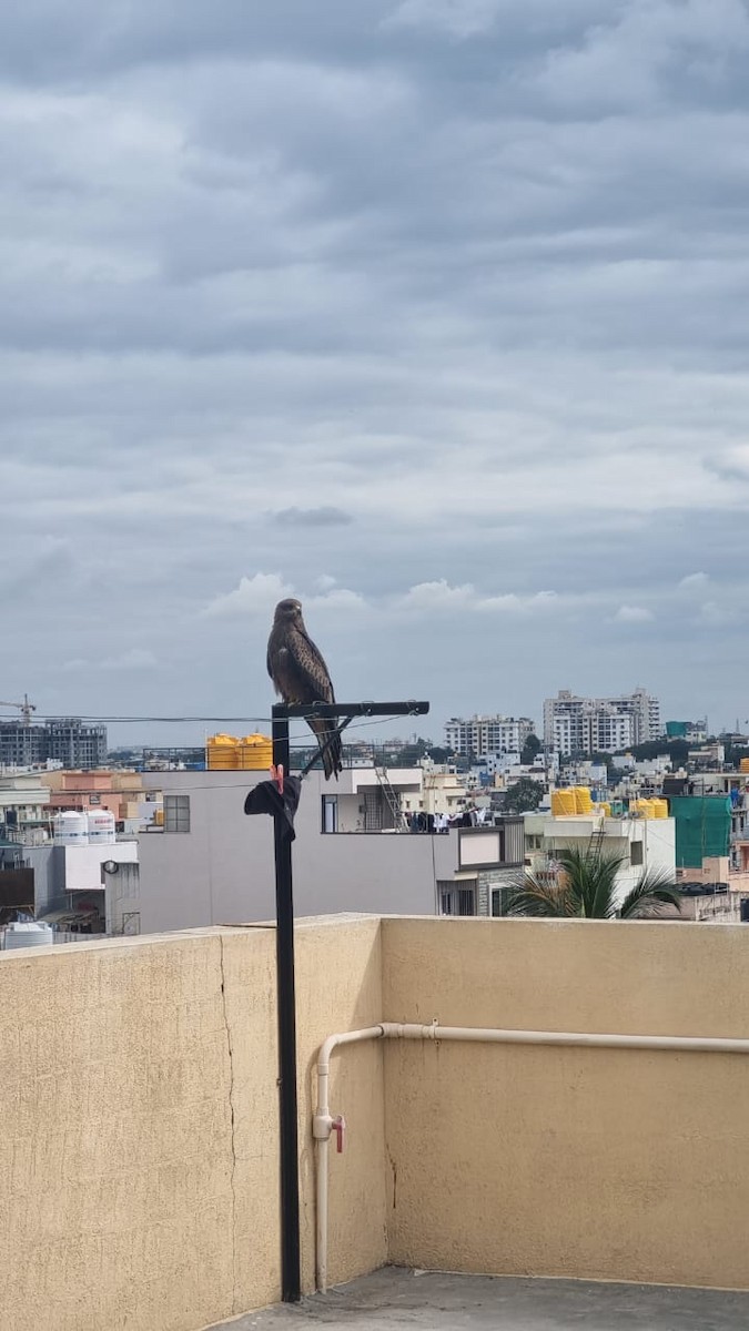 Black Kite - ML645654504