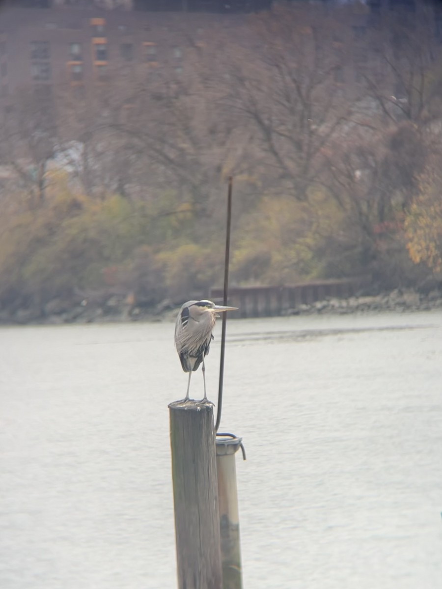 Great Blue Heron - ML645654505