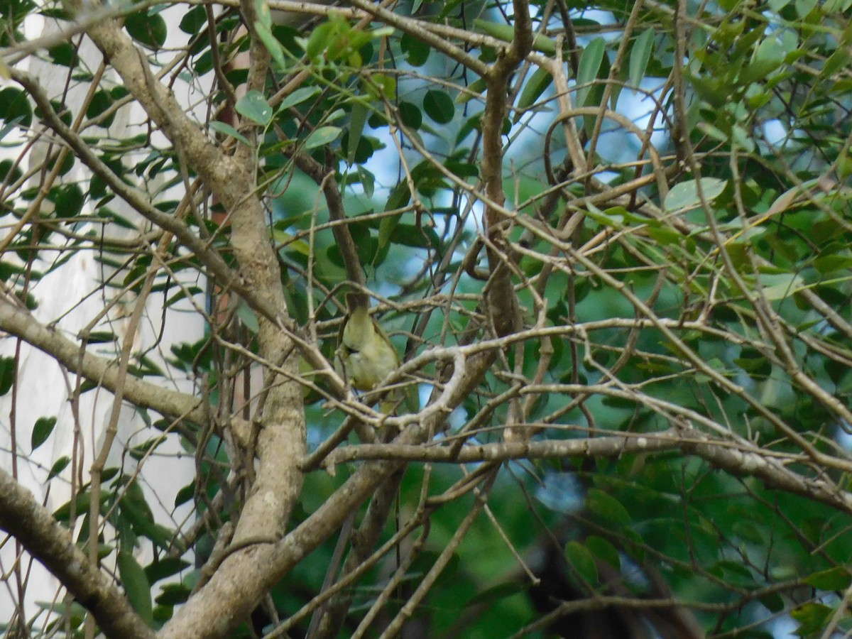 Green Warbler - ML645654506