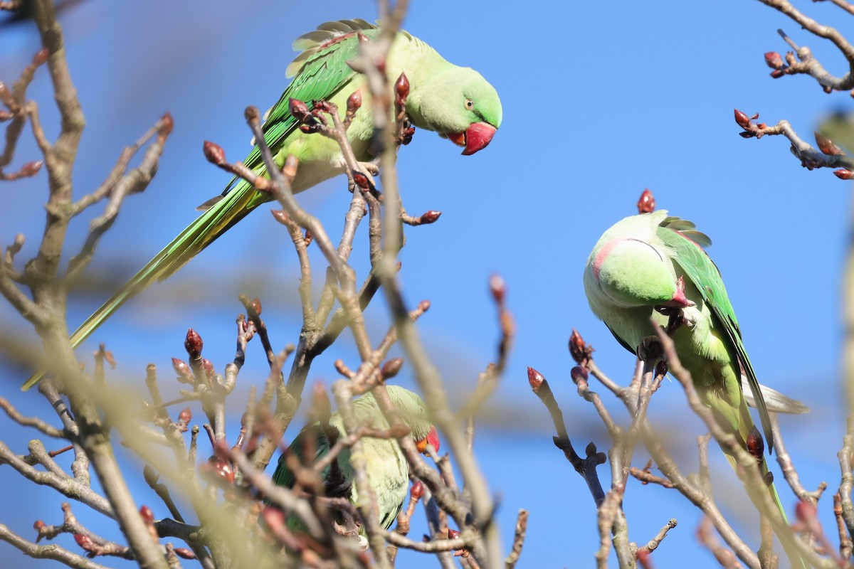 Alexandrine Parakeet - ML645654507