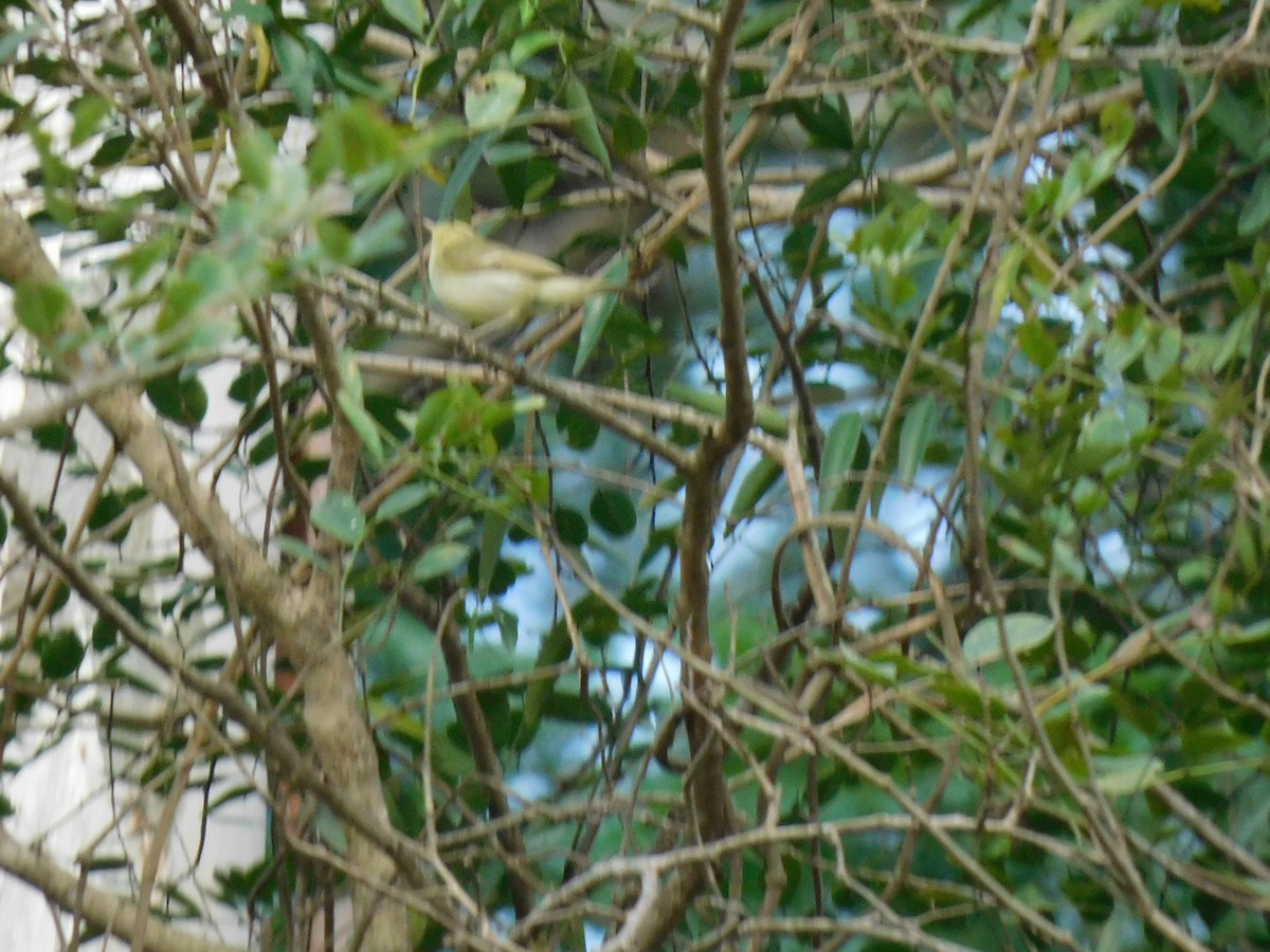 Green Warbler - ML645654508