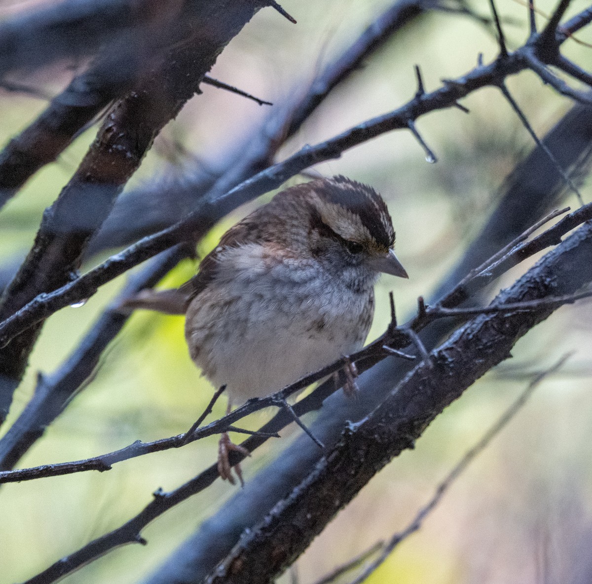 White-throated Sparrow - ML645654509