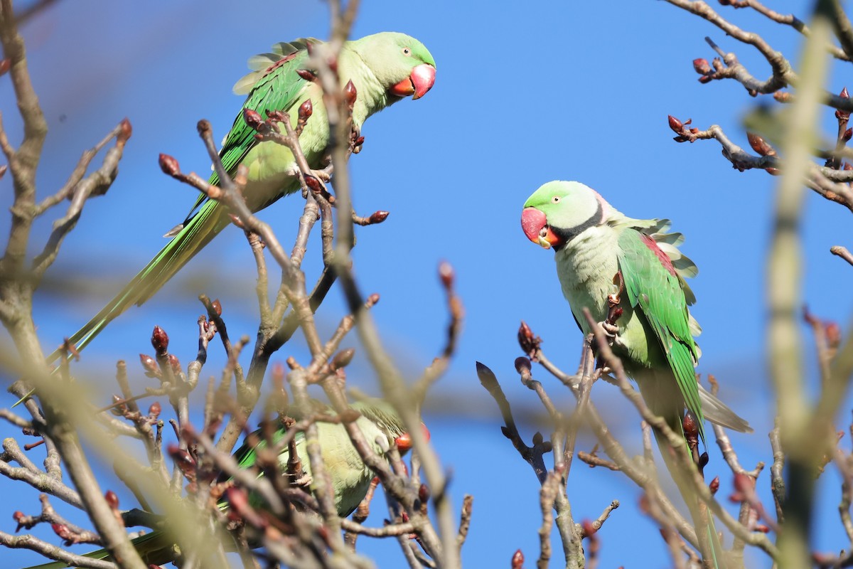 Alexandrine Parakeet - ML645654510