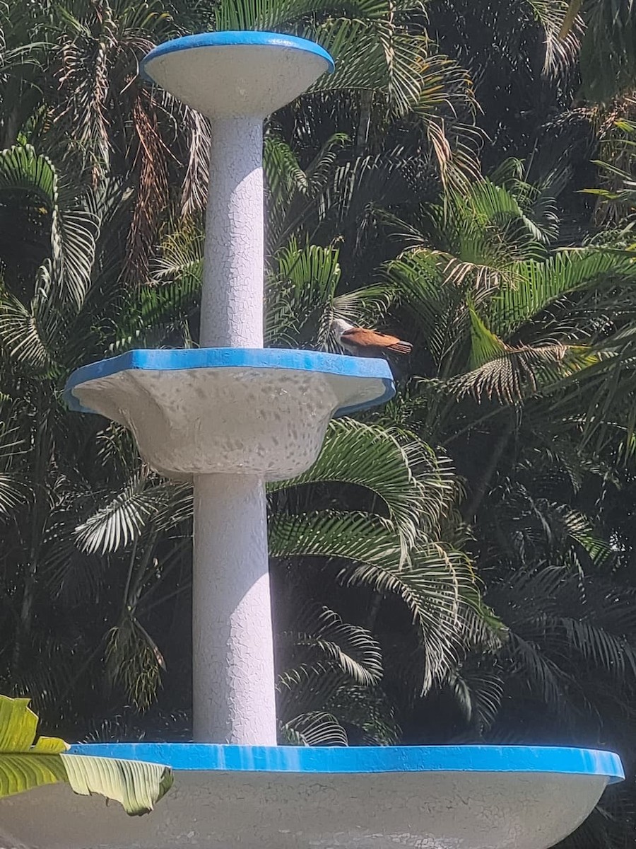 Brahminy Kite - ML645654511