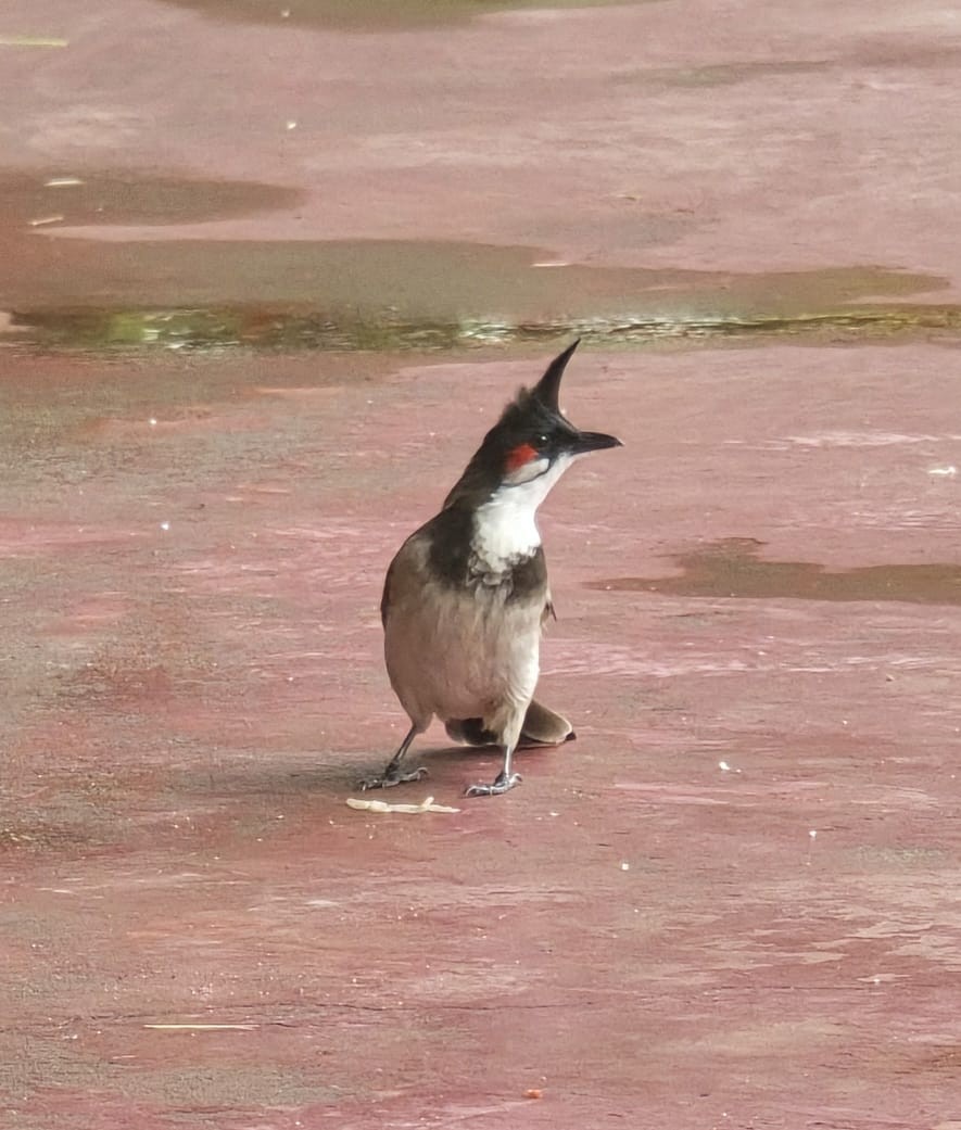 Red-whiskered Bulbul - ML645654514