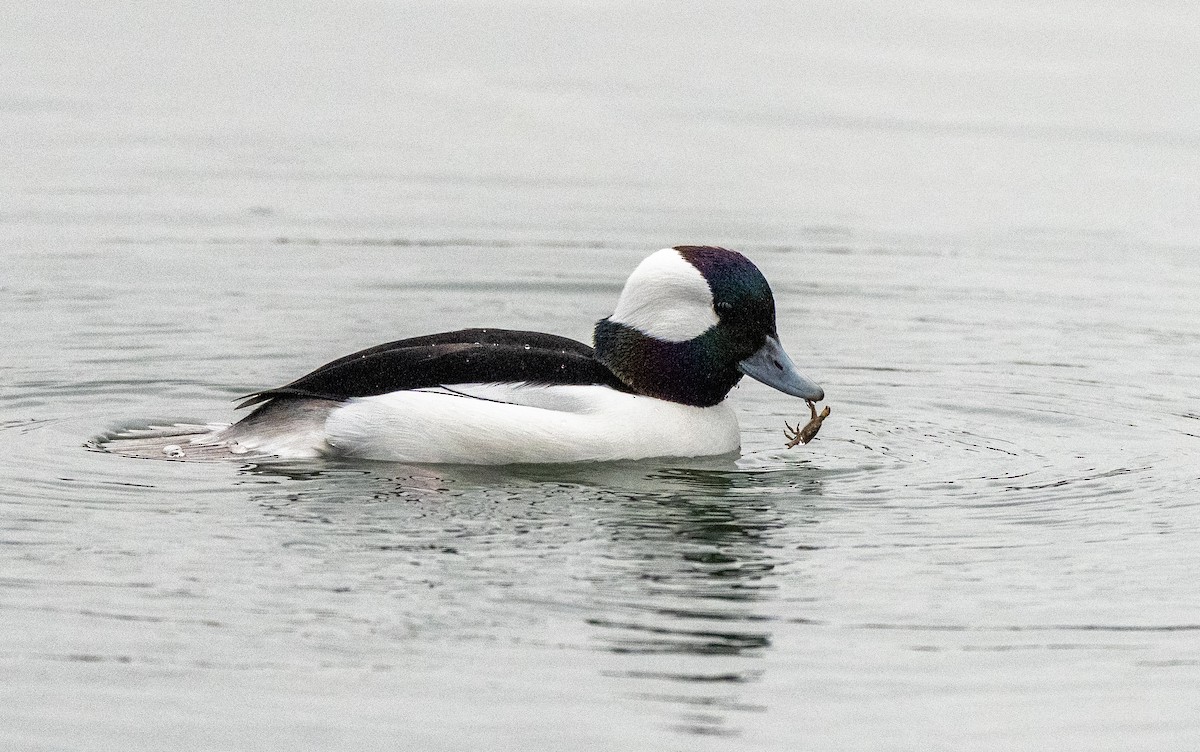 Bufflehead - ML645654520