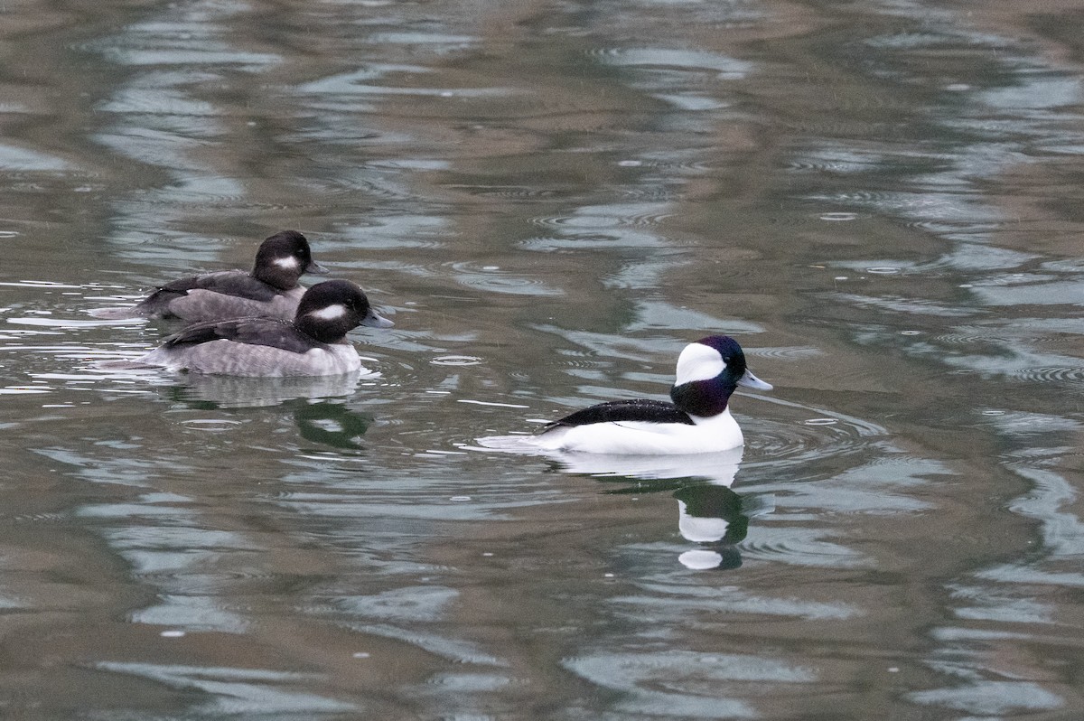 Bufflehead - ML645654521