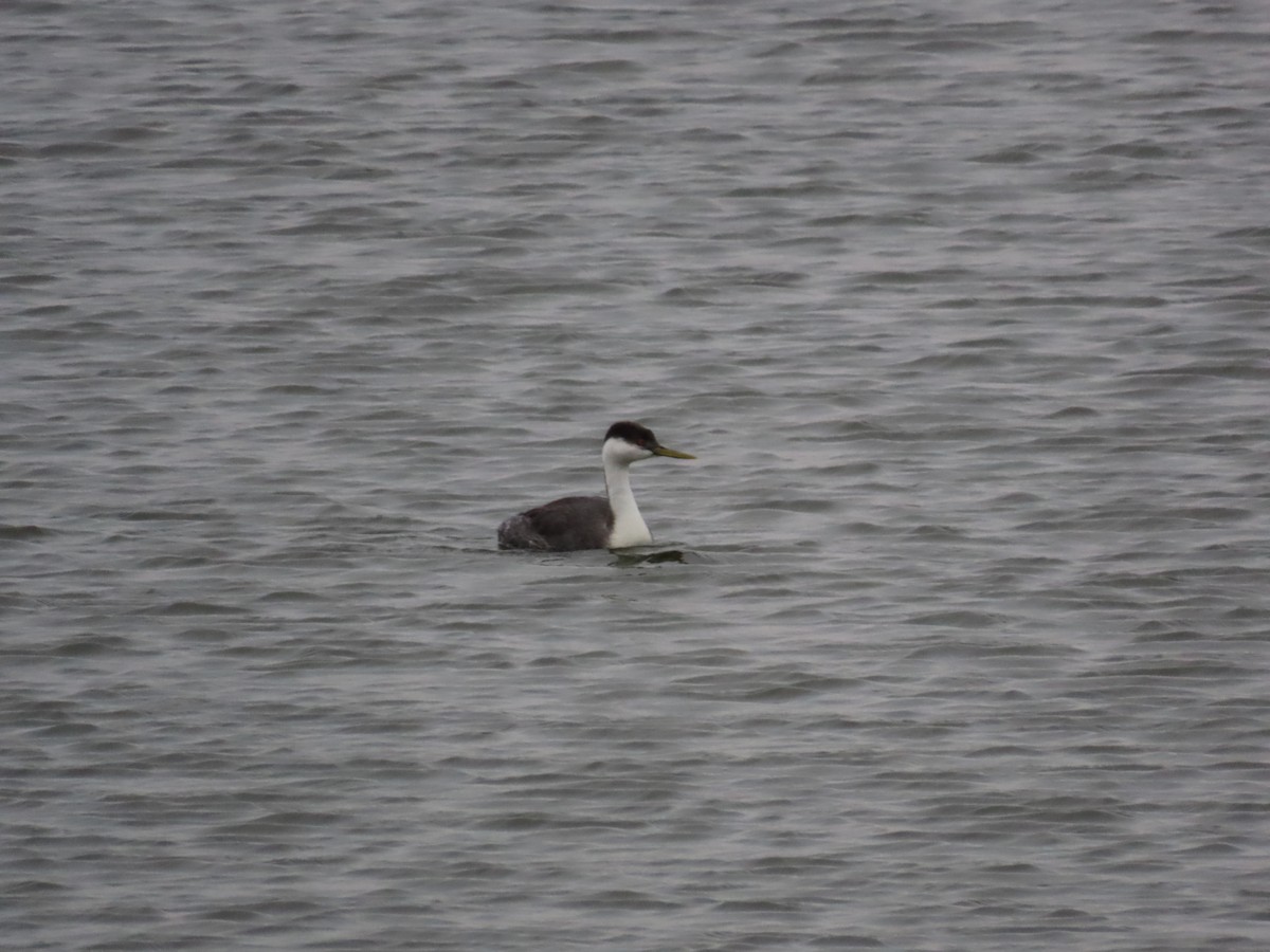 Western Grebe - ML645654526