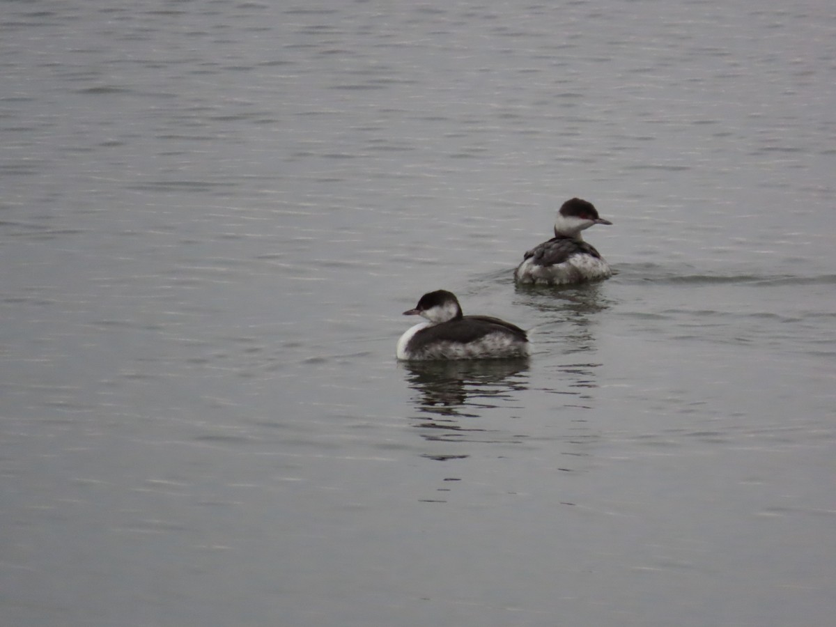 Красношейная поганка - ML645654530