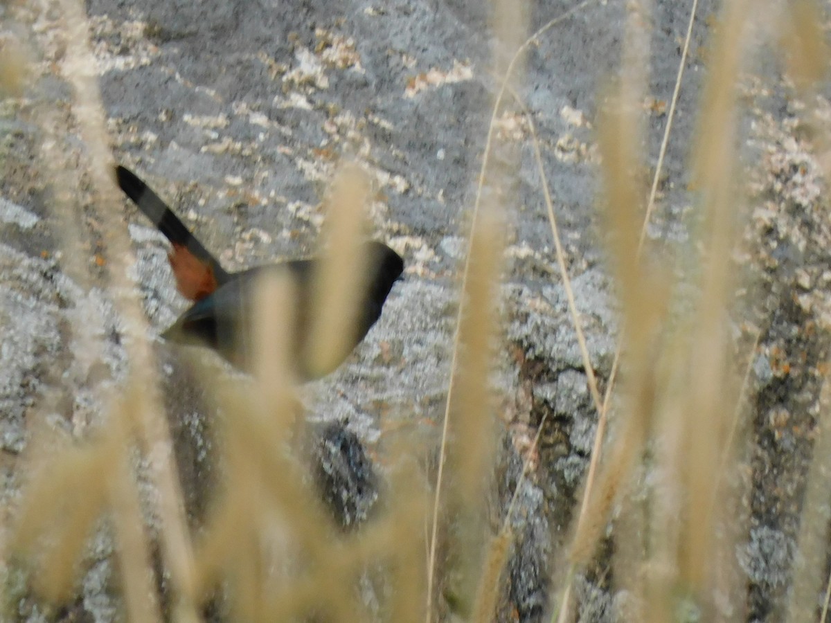 Indian Robin - ML645654531