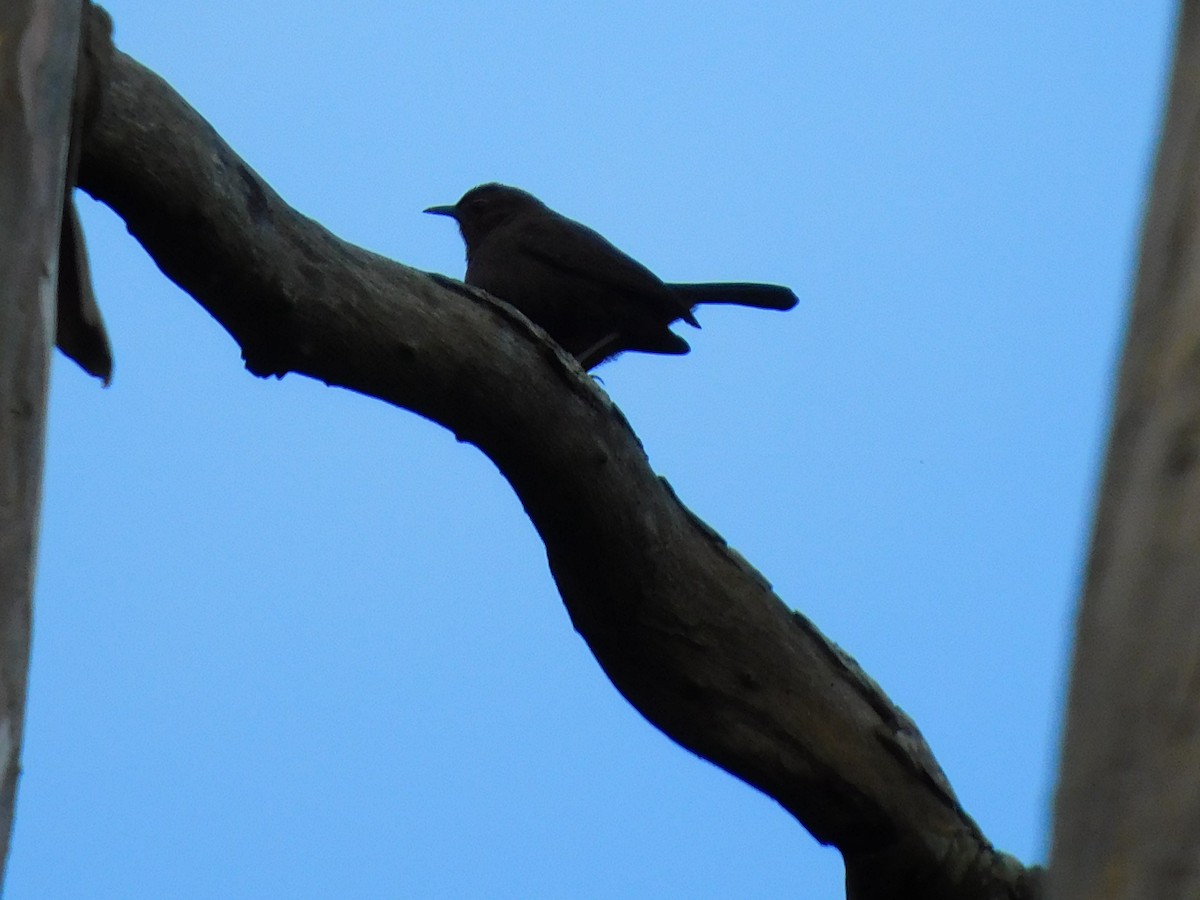 Indian Robin - ML645654532