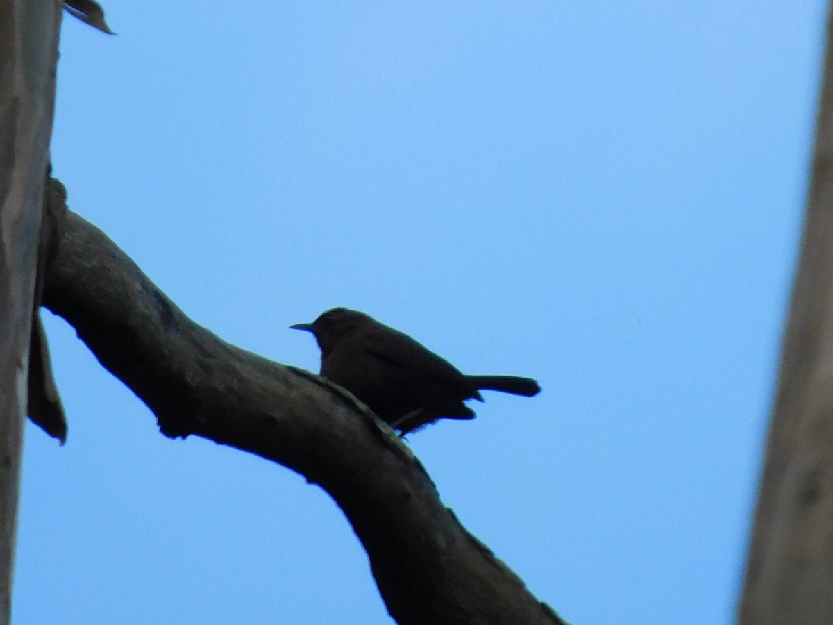 Indian Robin - ML645654533