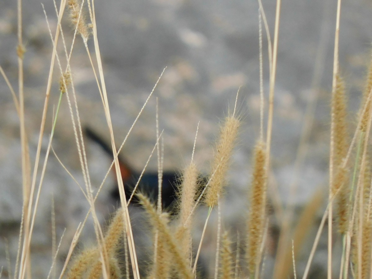 Indian Robin - ML645654534