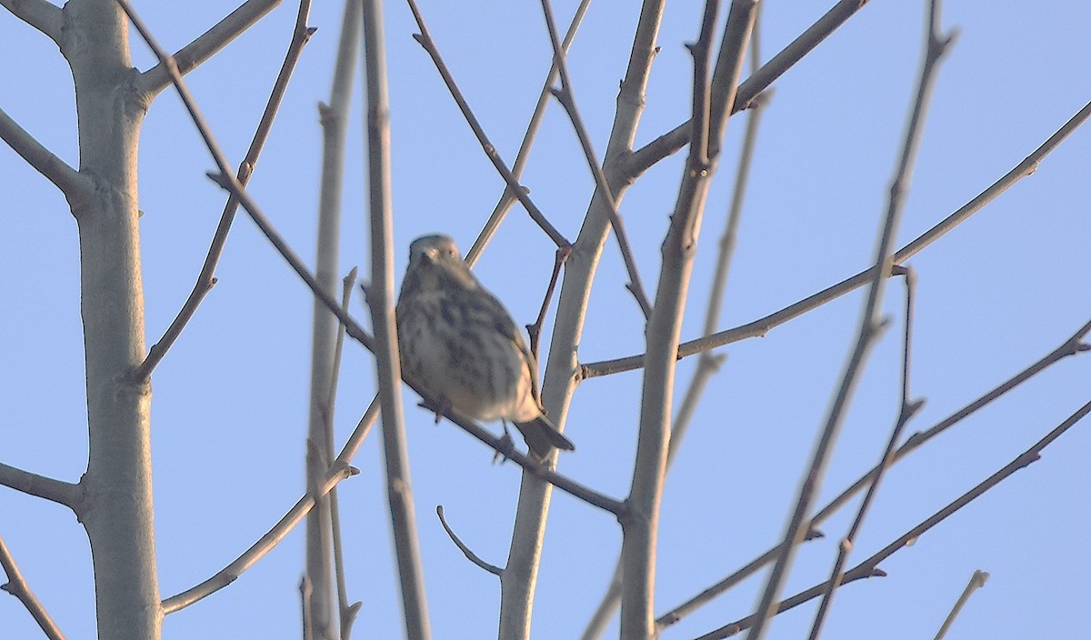 purpurfink - ML645654535