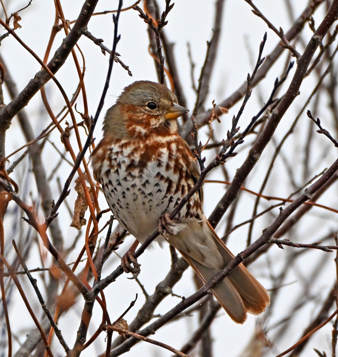 Fox Sparrow - ML645654541