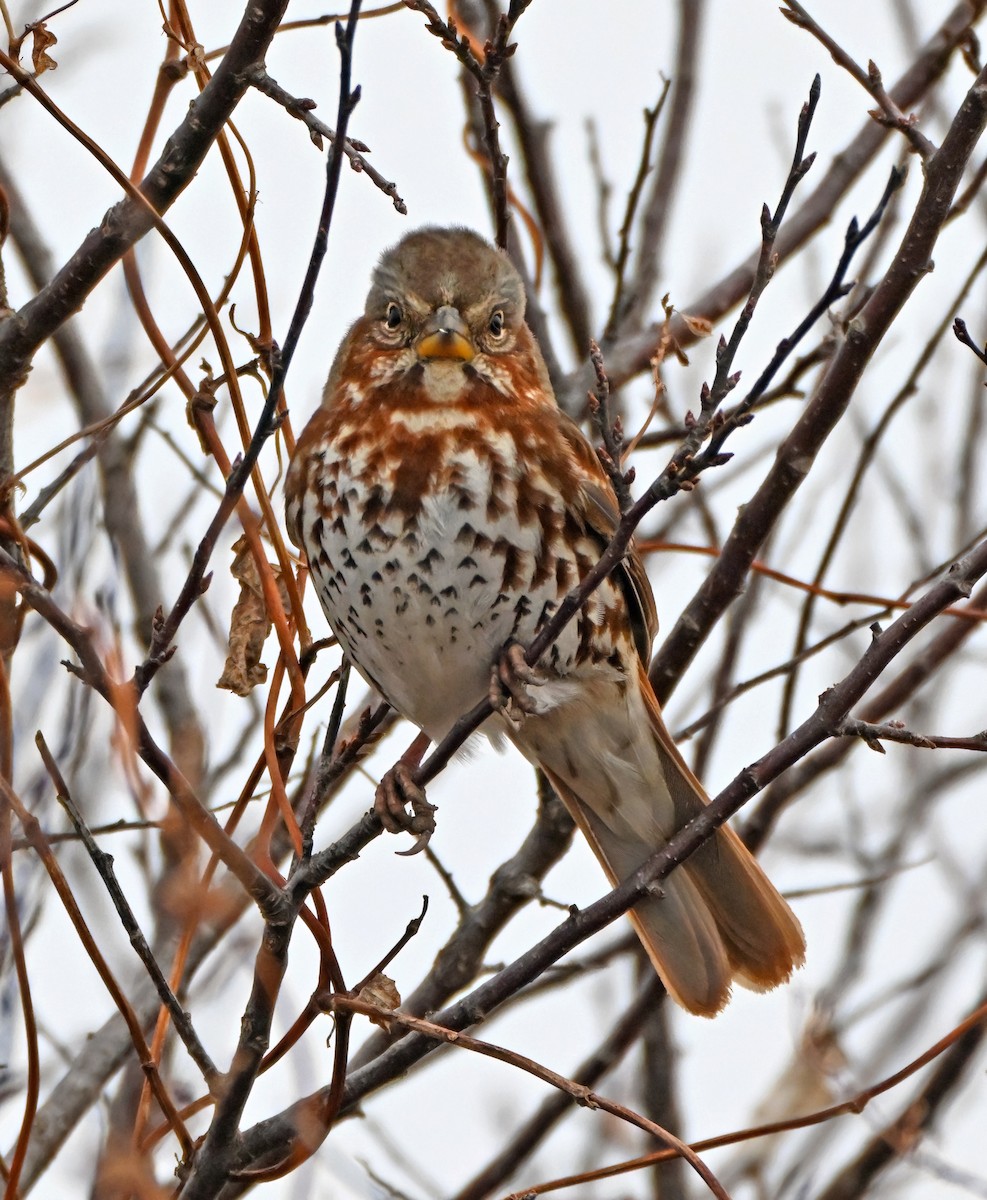 Fox Sparrow - ML645654542