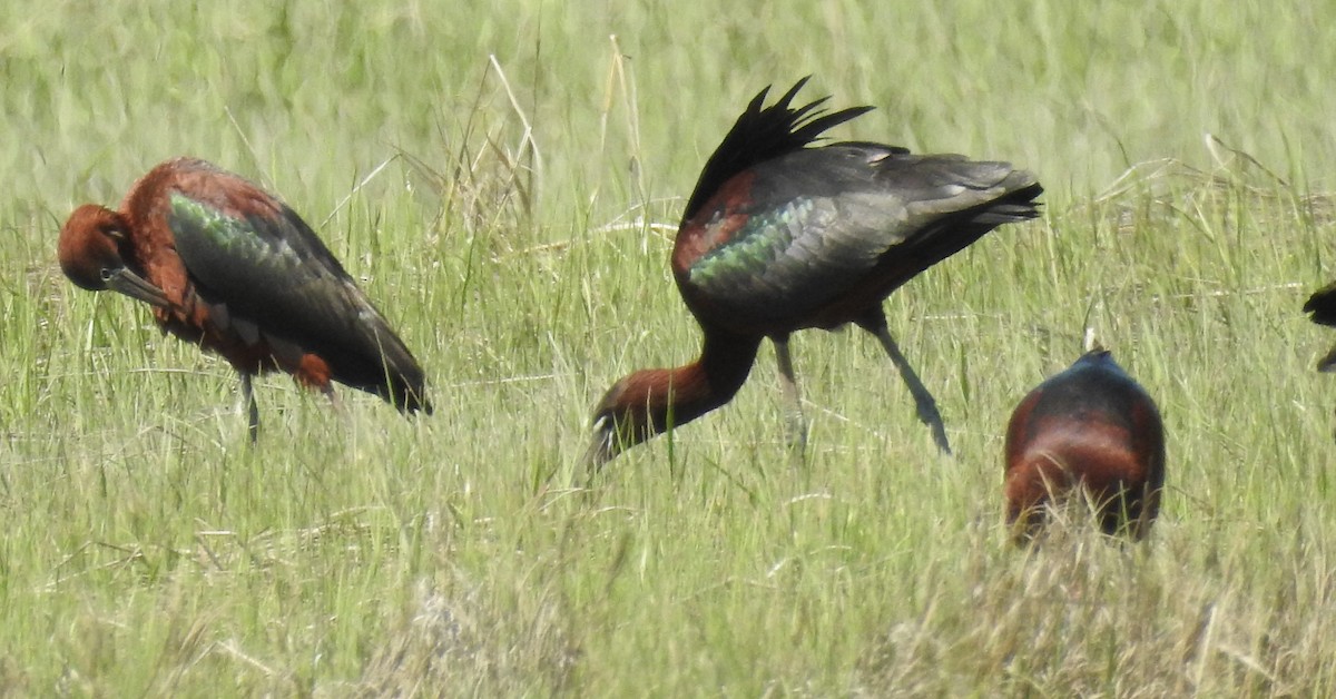 Morito Común - ML645654550