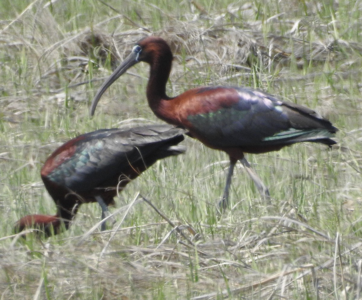 Morito Común - ML645654551